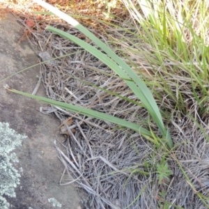 Dianella sp. aff. longifolia (Benambra) at Pine Island to Point Hut - 22 Oct 2014