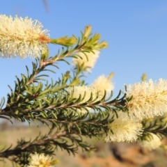 Melaleuca parvistaminea (Small-flowered Honey-myrtle) at Pine Island to Point Hut - 22 Oct 2014 by michaelb