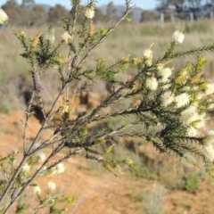 Melaleuca parvistaminea at Pine Island to Point Hut - 22 Oct 2014 06:25 PM