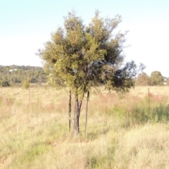 Melaleuca parvistaminea at Pine Island to Point Hut - 22 Oct 2014 06:25 PM