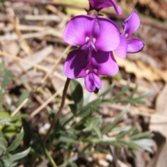 Swainsona sericea (Silky Swainson-Pea) at Deakin, ACT - 27 Sep 2014 by MichaelMulvaney