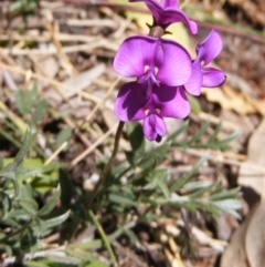 Swainsona sericea at Deakin, ACT - 28 Sep 2014