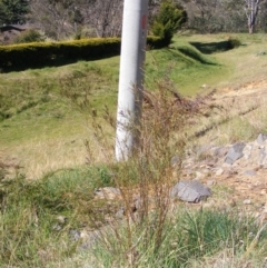 Indigofera adesmiifolia (Tick Indigo) at Red Hill Nature Reserve - 27 Sep 2014 by MichaelMulvaney