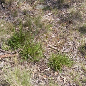 Rutidosis leptorhynchoides at Deakin, ACT - 28 Sep 2014