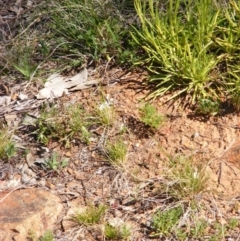 Rutidosis leptorhynchoides at Deakin, ACT - 28 Sep 2014