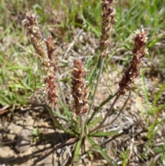 Plantago gaudichaudii (Narrow Plantain) at Goorooyarroo NR (ACT) - 31 Oct 2014 by lyndsey