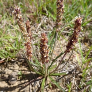 Plantago gaudichaudii at Goorooyarroo NR (ACT) - 31 Oct 2014