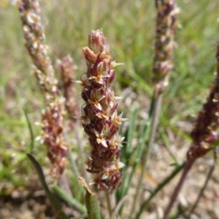 Plantago gaudichaudii at Goorooyarroo NR (ACT) - 31 Oct 2014