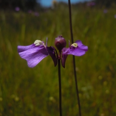 Utricularia dichotoma (Fairy Aprons, Purple Bladderwort) at Goorooyarroo NR (ACT) - 31 Oct 2014 by lyndsey