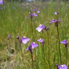 Utricularia dichotoma at Gungahlin, ACT - 31 Oct 2014 12:24 PM