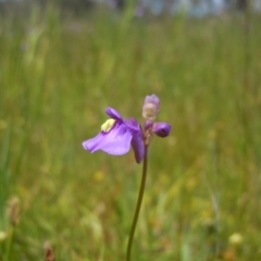 Utricularia dichotoma at Gungahlin, ACT - 31 Oct 2014 12:24 PM