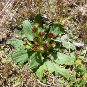 Solenogyne dominii at Goorooyarroo NR (ACT) - 31 Oct 2014