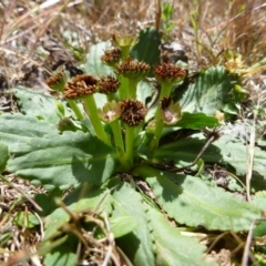 Solenogyne dominii at Goorooyarroo NR (ACT) - 31 Oct 2014