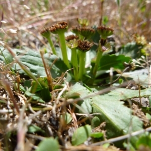 Solenogyne dominii at Goorooyarroo NR (ACT) - 31 Oct 2014 11:56 AM