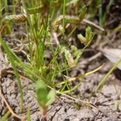 Isolepis levynsiana (Tiny Flat-sedge) at Goorooyarroo NR (ACT) - 31 Oct 2014 by lyndsey