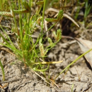 Isolepis levynsiana at Gungahlin, ACT - 31 Oct 2014