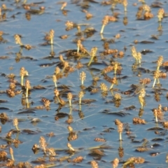 Potamogeton ochreatus (Blunt Pondweed) at Pine Island to Point Hut - 2 Nov 2014 by MichaelBedingfield