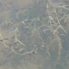 Potamogeton ochreatus at Pine Island to Point Hut - 2 Nov 2014 12:00 AM