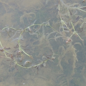 Potamogeton ochreatus at Pine Island to Point Hut - 2 Nov 2014 12:00 AM