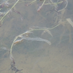 Potamogeton ochreatus at Pine Island to Point Hut - 2 Nov 2014 12:00 AM