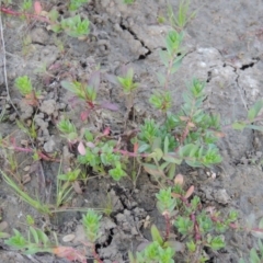 Lythrum hyssopifolia (Small Loosestrife) at Pine Island to Point Hut - 22 Oct 2014 by MichaelBedingfield