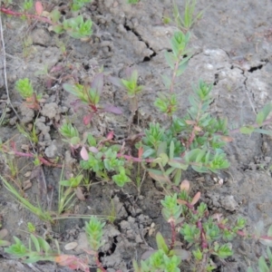 Lythrum hyssopifolia at Pine Island to Point Hut - 22 Oct 2014