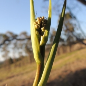 Dianella sp. aff. longifolia (Benambra) at Pine Island to Point Hut - 22 Oct 2014 06:46 PM