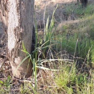 Dianella sp. aff. longifolia (Benambra) at Pine Island to Point Hut - 22 Oct 2014 06:46 PM