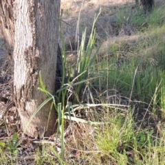 Dianella sp. aff. longifolia (Benambra) at Pine Island to Point Hut - 22 Oct 2014