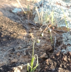 Arthropodium minus at Point Hut to Tharwa - 22 Oct 2014 07:00 PM