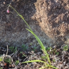 Arthropodium minus at Point Hut to Tharwa - 22 Oct 2014 07:00 PM