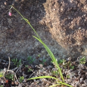 Arthropodium minus at Point Hut to Tharwa - 22 Oct 2014