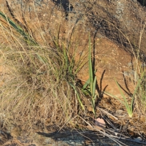 Dianella sp. aff. longifolia (Benambra) at Point Hut to Tharwa - 22 Oct 2014