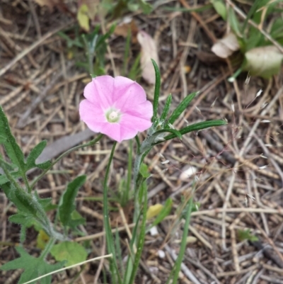 Convolvulus angustissimus subsp. angustissimus (Australian Bindweed) at Mount Ainslie - 1 Nov 2014 by ClubFED