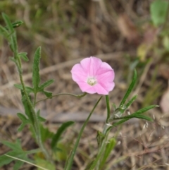 Convolvulus angustissimus subsp. angustissimus at Majura, ACT - 1 Nov 2014