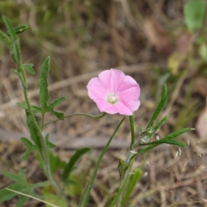 Convolvulus angustissimus subsp. angustissimus at Majura, ACT - 1 Nov 2014