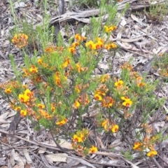 Dillwynia sericea (Egg And Bacon Peas) at Mount Ainslie - 31 Oct 2014 by ClubFED