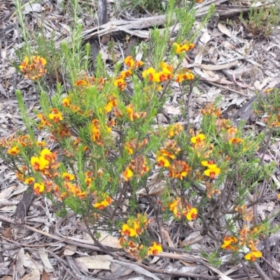 Dillwynia sericea (Egg And Bacon Peas) at Hackett, ACT - 31 Oct 2014 by ClubFED