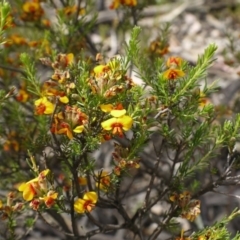 Dillwynia sericea at Hackett, ACT - 1 Nov 2014 10:17 AM