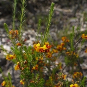 Dillwynia sericea at Hackett, ACT - 1 Nov 2014