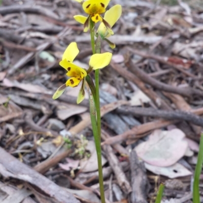 Diuris sulphurea (Tiger Orchid) at Hackett, ACT - 1 Nov 2014 by ClubFED