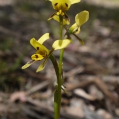 Diuris sulphurea at Hackett, ACT - 1 Nov 2014