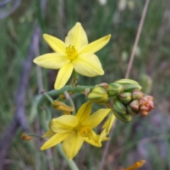 Bulbine bulbosa (Golden Lily, Bulbine Lily) at Hackett, ACT - 31 Oct 2014 by ClubFED