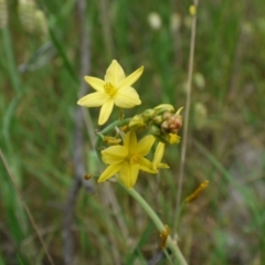 Bulbine bulbosa at Hackett, ACT - 1 Nov 2014 10:13 AM