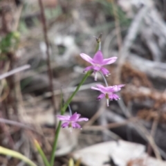 Arthropodium minus (Small Vanilla Lily) at Mount Ainslie - 1 Nov 2014 by ClubFED