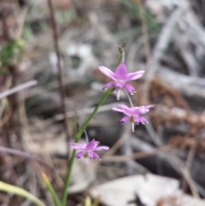 Arthropodium minus at Hackett, ACT - 1 Nov 2014 11:23 AM