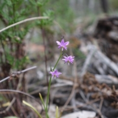 Arthropodium minus at Hackett, ACT - 1 Nov 2014