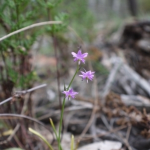 Arthropodium minus at Hackett, ACT - 1 Nov 2014 11:23 AM