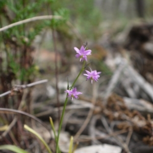 Arthropodium minus at Hackett, ACT - 1 Nov 2014 11:23 AM