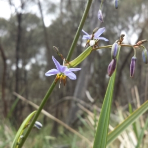 Dianella revoluta var. revoluta at Majura, ACT - 1 Nov 2014